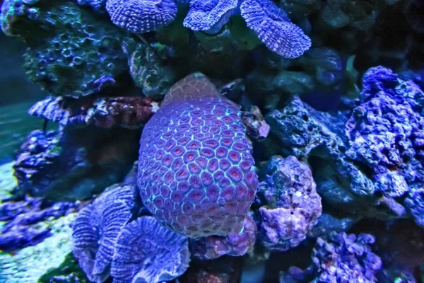 Pesci Tropicali Meduse Coralli Abitanti Delle Barriere Coralline — Foto Stock
