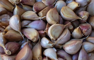 Sonbaharda hasat. Litvanya tarım ve tarım - sonbahar kabak, kabak, Mısır, çilek, fasulye, sarımsak, dereotu .