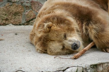 Ayı hayvanat bahçesinde bir sopa ile oynarken.