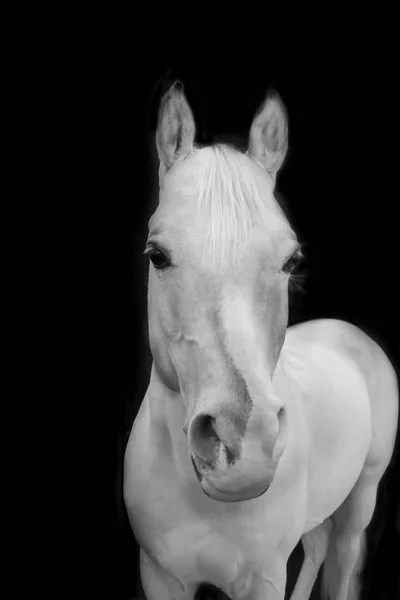 Portrait of Arabian horse isolated on black background.