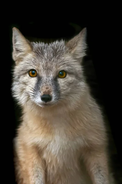 Portret Van Een Coyote Een Zwarte Achtergrond — Stockfoto