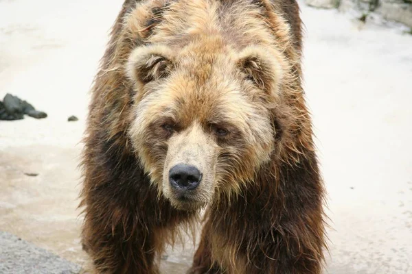 Портрет Бурого Медведя — стоковое фото