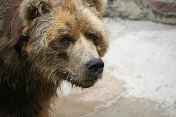 Портрет Бурого Медведя — стоковое фото