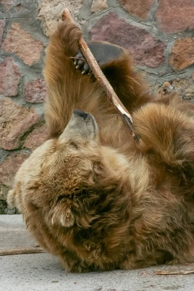 Медведь Играет Палкой Зоопарке — стоковое фото