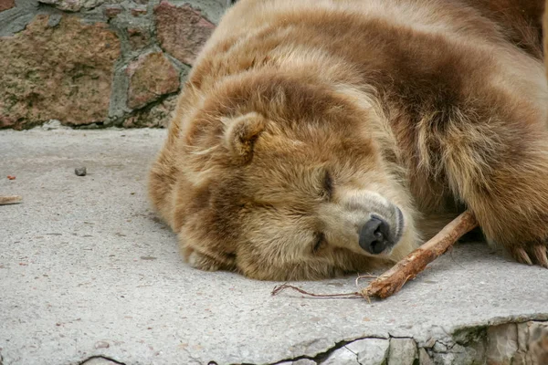 Bär Spielt Mit Stock Zoo — Stockfoto
