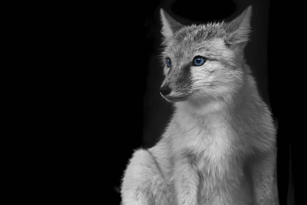 Retrato Coyote Blanco Negro Con Ojos Azules Aislados Sobre Fondo — Foto de Stock