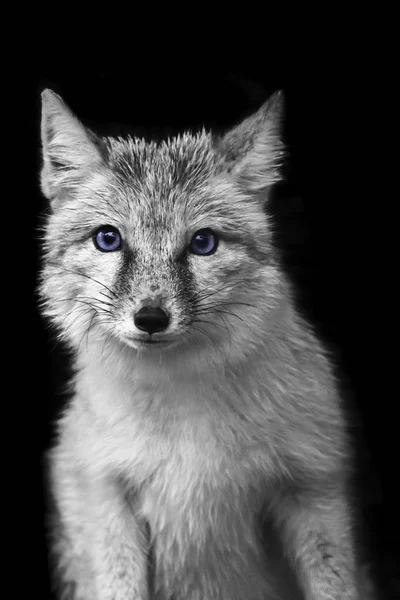Retrato Coyote Blanco Negro Con Ojos Azules Aislados Sobre Fondo — Foto de Stock
