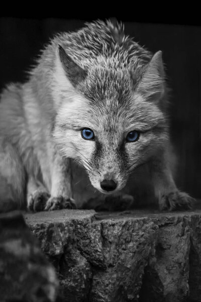 Black and white coyote portrait with blue eyes isolated on dark background.