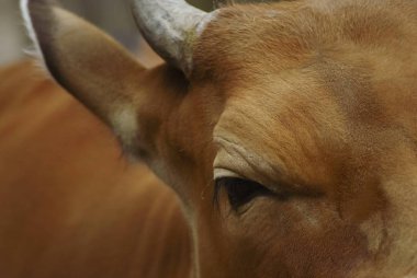 Bir kırmızı cüce manda yakın çekim Başkanı.