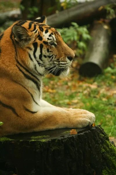 Tigre Joven Primer Plano Del Zoológico — Foto de Stock