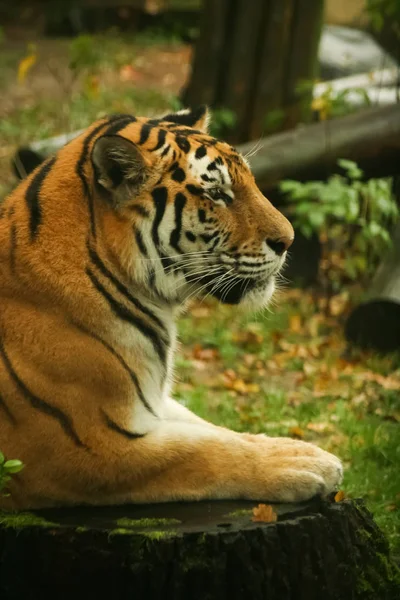 Młody Tygrys Zbliżenie Zoo — Zdjęcie stockowe
