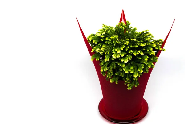 Selaginella Musgo Isolado Sobre Fundo Branco Vaso Vermelho — Fotografia de Stock