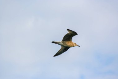 gökyüzü arka plan üzerinde uçan martı.