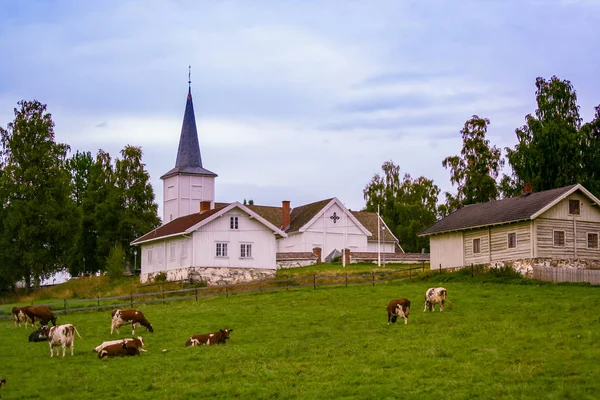 Norveç köyün old Church yakınındaki çimenlikte inek otlatmak.