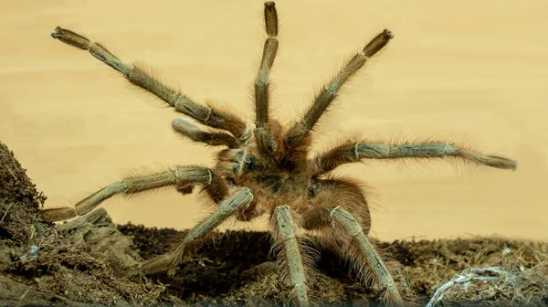 Grande Tarântula Marrom Closeup — Fotografia de Stock