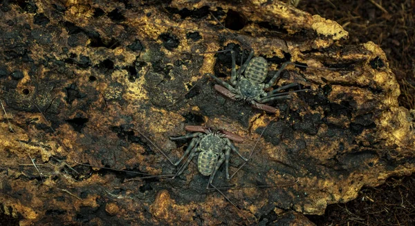 Amblypygi Close Fundo Madeira — Fotografia de Stock