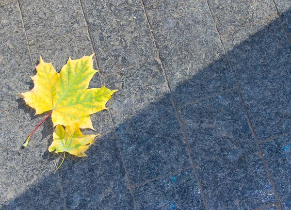 Gele Herfstbladeren Bestrating Platen — Stockfoto