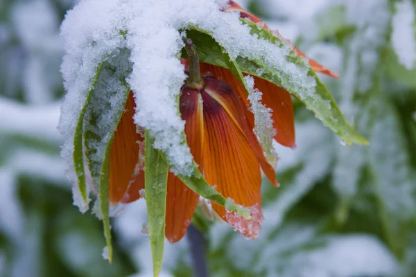 beklenmeyen karla kaplı royal Crown çiçek