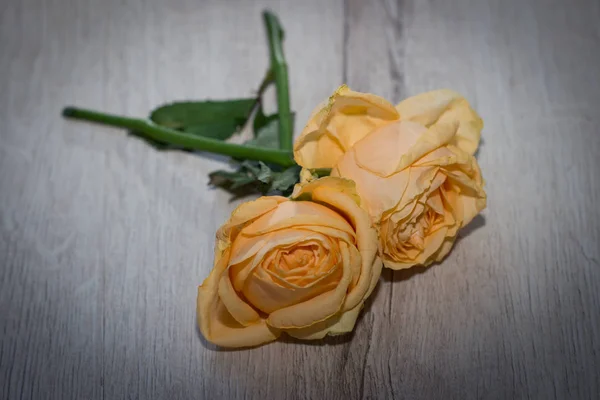 gri bir yüzey üzerinde iki Sarı Gül