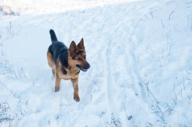 Beyaz kar üzerinde çalışan Alman çoban köpek yavrusu