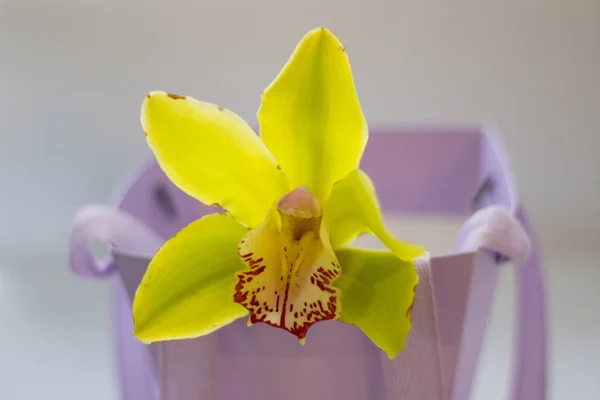 Schöne Gelbe Orchidee Einem Fliederfarbenen Korb — Stockfoto