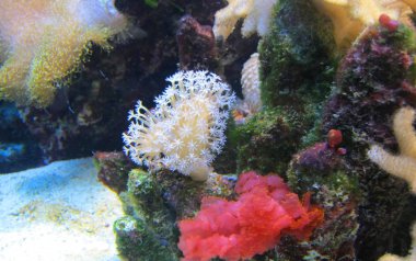 çok güzel sualtı bitkileri