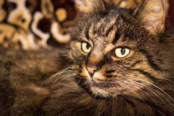            yeşil gözlü güzel kabarık çizgili kedi    