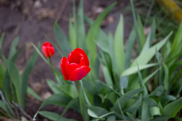 Frühlingsblumen Leuchtend Rote Tulpen Blühen Auf Einem Blumenbeet Stadtpark — Stockfoto