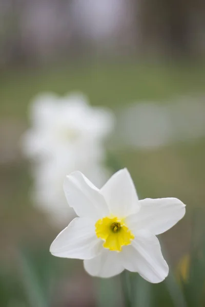 Frühlingsblumen Schöne Weiße Blüte Einem Blumenbeet Einem Stadtpark — Stockfoto