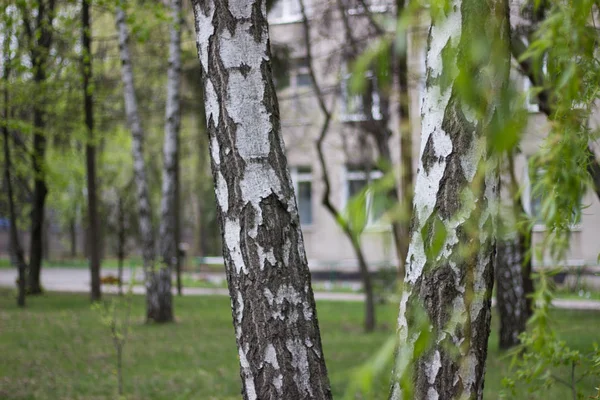 bahar şehir parkı. bahar yeşil yaprakları ile kaplı huş