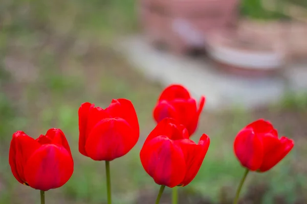 Wiosennych Kwiatów Jaskrawoczerwone Tulipany Kwitnące Kwietniach Parku Miejskim — Zdjęcie stockowe