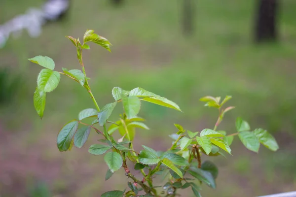 bahar manzara. bitkilerkapsayan parlak bahar yeşil yaprakları