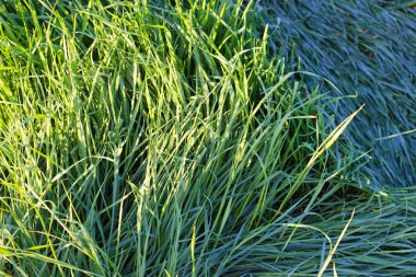 bir orman çim üzerinde yeşil sulu uzun boylu çim