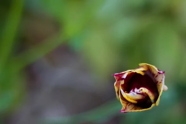 bahar çiçekleri güzel bahar lalebir çiçek yatağında büyüyen