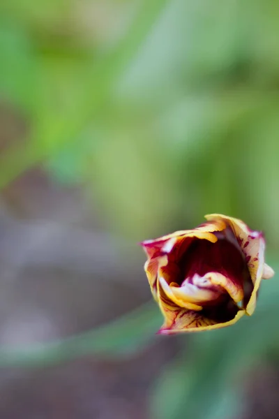 bahar çiçekleri güzel bahar lalebir çiçek yatağında büyüyen