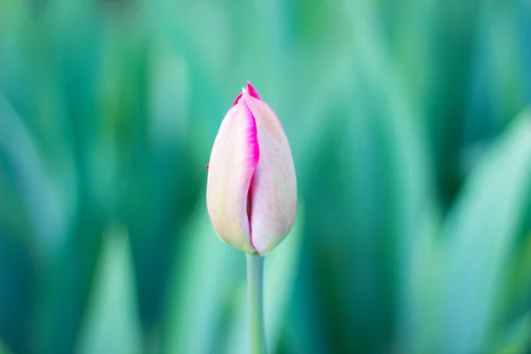 Flores Primavera Hermosos Tulipanes Primavera Creciendo Lecho Flores — Foto de Stock