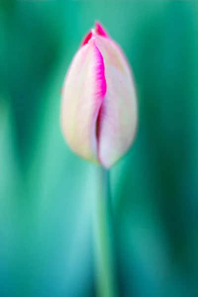 Frühlingsblumen Schöne Frühlingstulpen Die Einem Blumenbeet Wachsen — Stockfoto