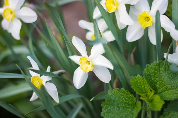 Piękne Białe Żonkile Kwitły Wiosną Ogrodzie — Zdjęcie stockowe