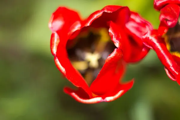 Frühlingsblumen Schöne Frühlingstulpen Die Einem Blumenbeet Wachsen — Stockfoto