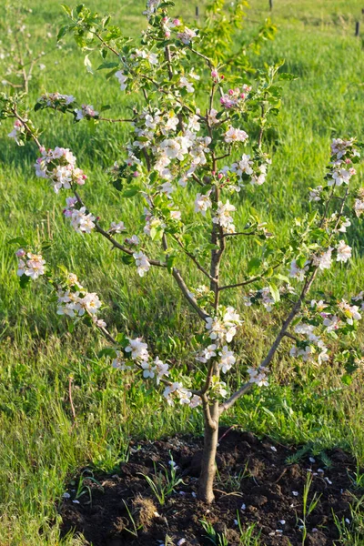 Bahar yaprakları ve çiçeklerle kaplı genç elma ağacı.