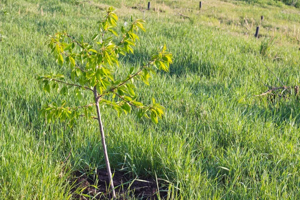 Bahar yapraklarıyla kaplı genç bir kiraz ağacı.