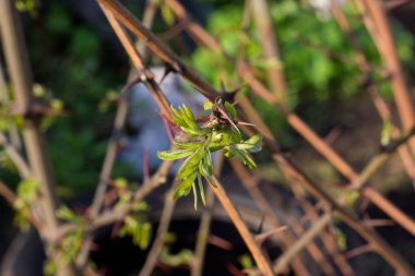beyaz bir duvar arka plan üzerinde yabani üzüm yeşil sürgünler