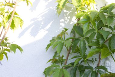 beyaz bir duvar arka plan üzerinde yabani üzüm yeşil sürgünler