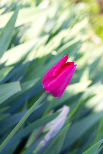 Frühlingsblumen Schöne Frühlingstulpen Die Einem Blumenbeet Wachsen — Stockfoto