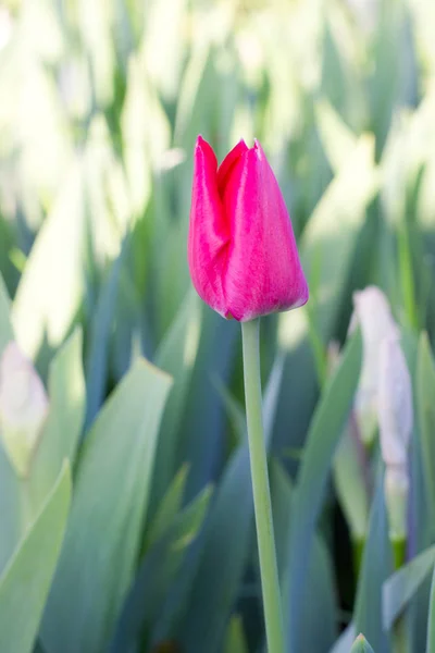 bahar çiçekleri güzel bahar lalebir çiçek yatağında büyüyen