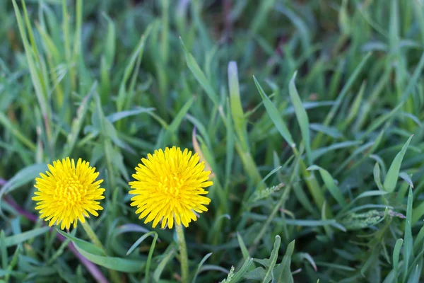 Yellow Dandelion Flowers Bee Sitting Them Green Meadow — Stock Photo, Image