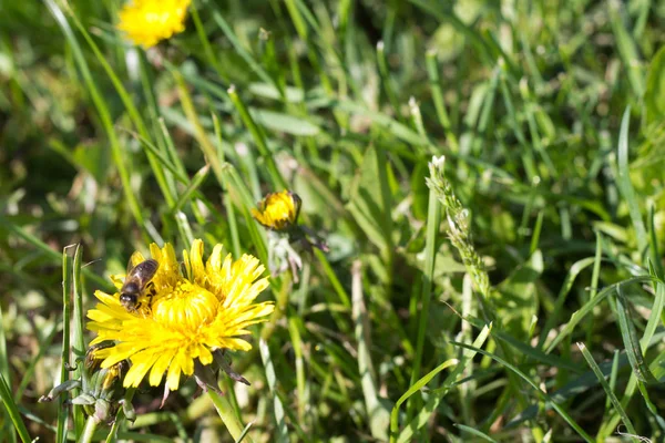 Sarı karahindiba çiçekleri ve yeşil bir çayırda oturan bir arı.