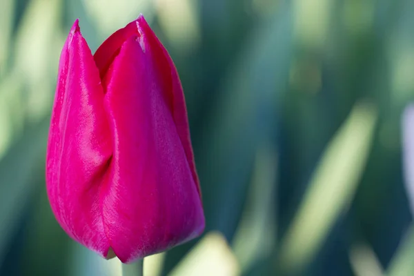 Piękny Pączek Czerwonego Tulipana Delikatnymi Płatkami — Zdjęcie stockowe