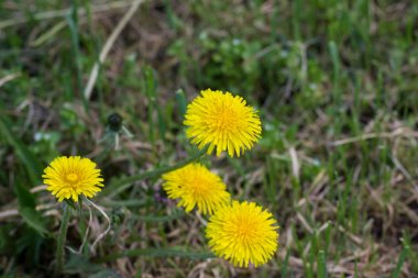 orman çim üzerinde yeşil çim parlak sarı karahindiba