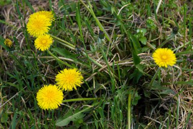 orman çim üzerinde yeşil çim parlak sarı karahindiba